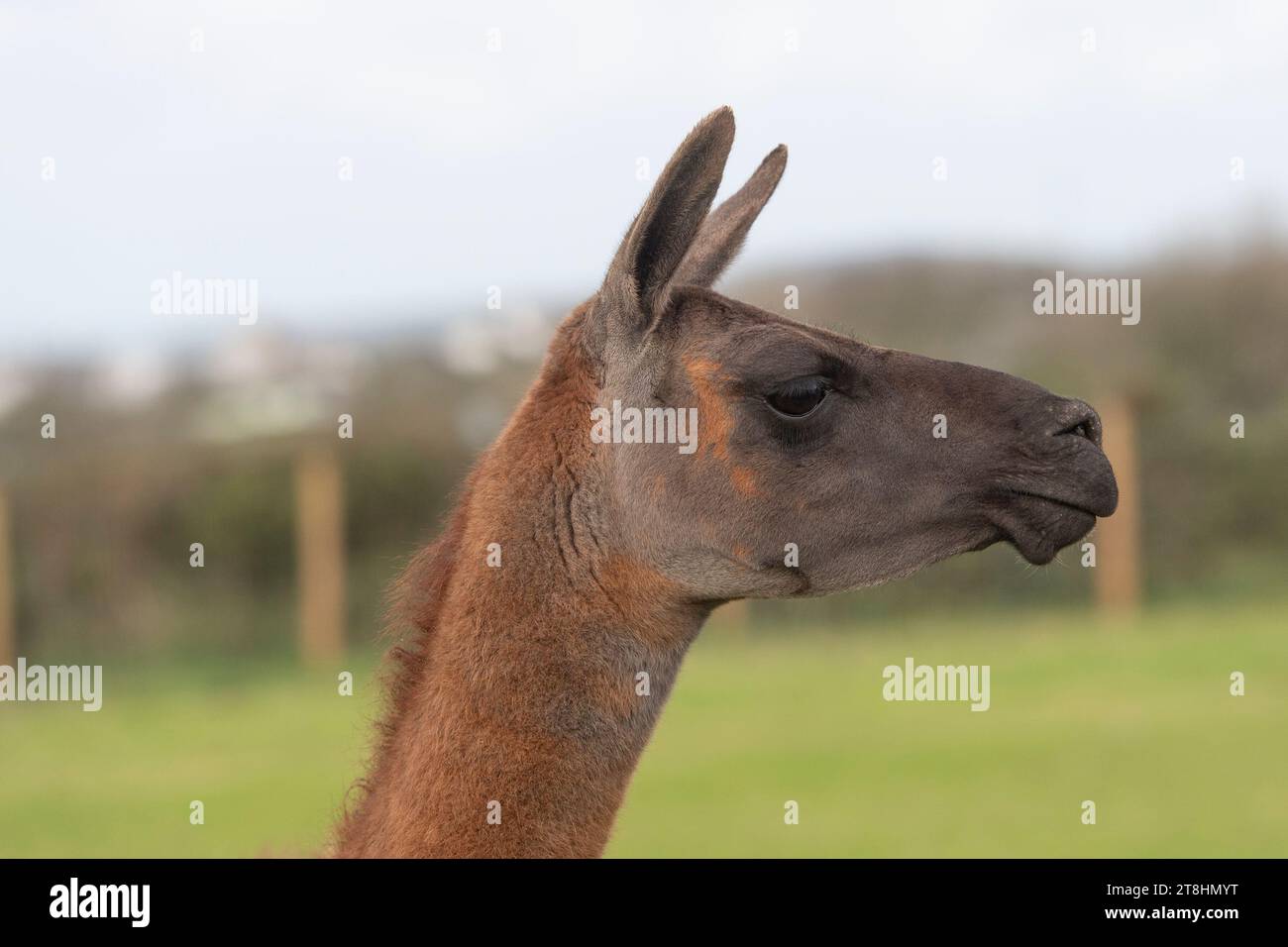 Llama head and shouders Stock Photo