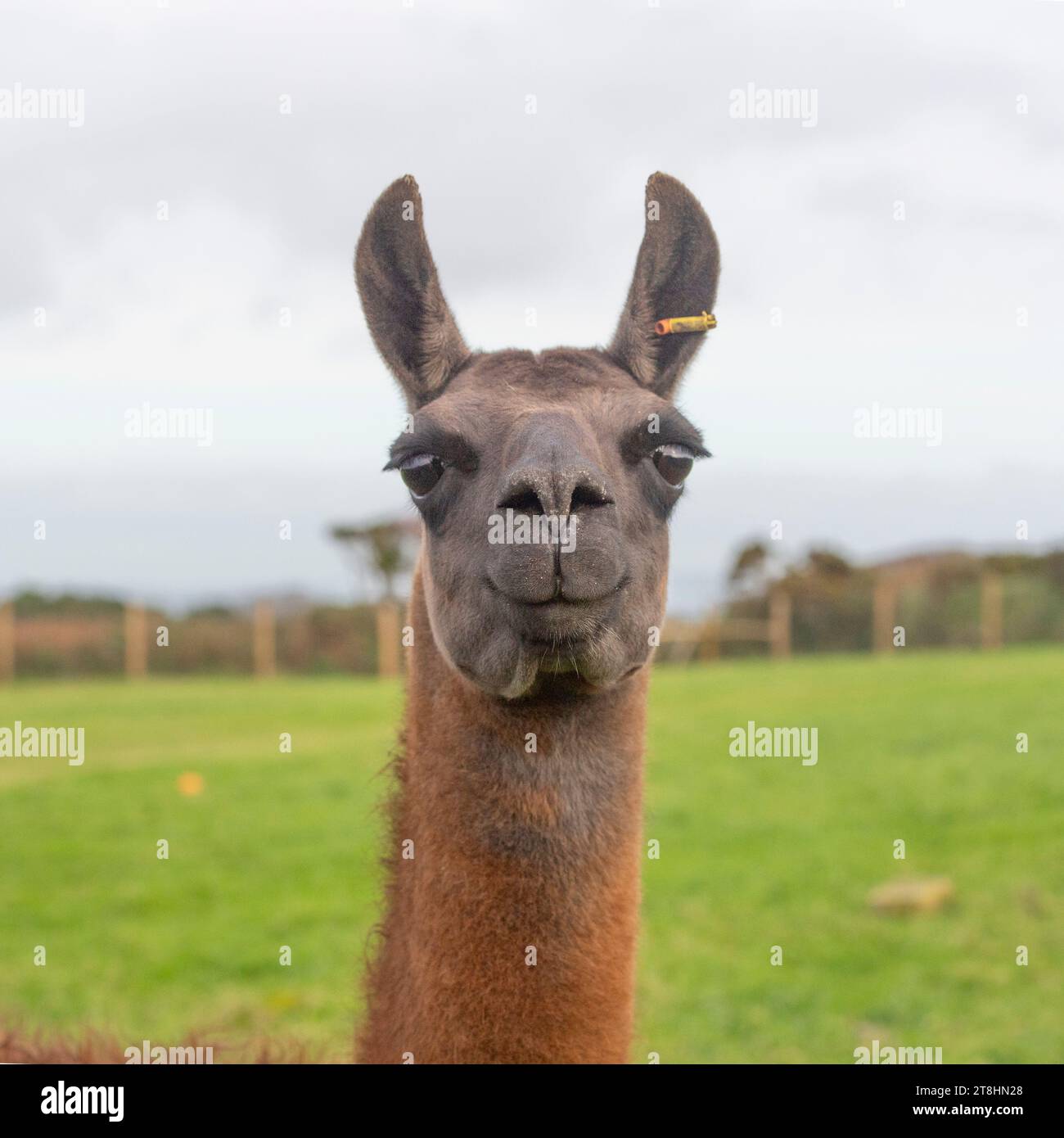 Llama head and shouders Stock Photo