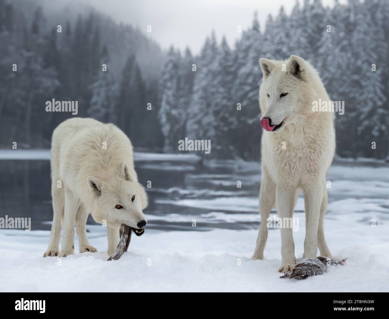 two polar wolves eat their prey in the forest Stock Photo
