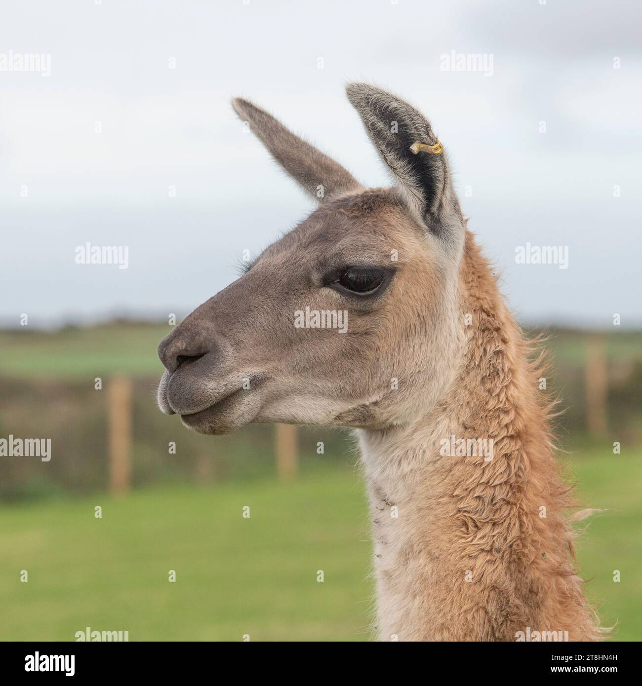 Llama head and shouders Stock Photo