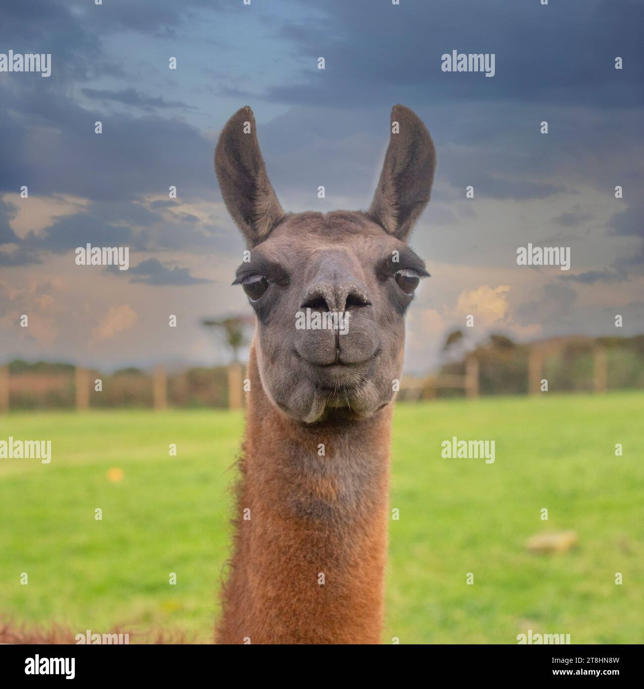 Llama head and shouders Stock Photo