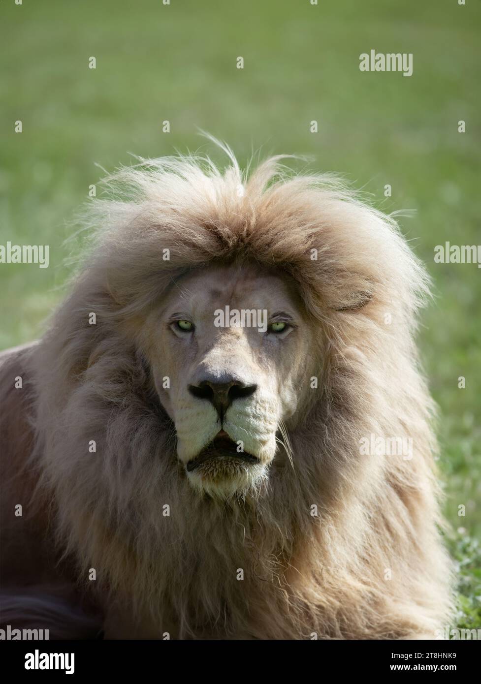 Portrait of a white lion hi-res stock photography and images - Alamy