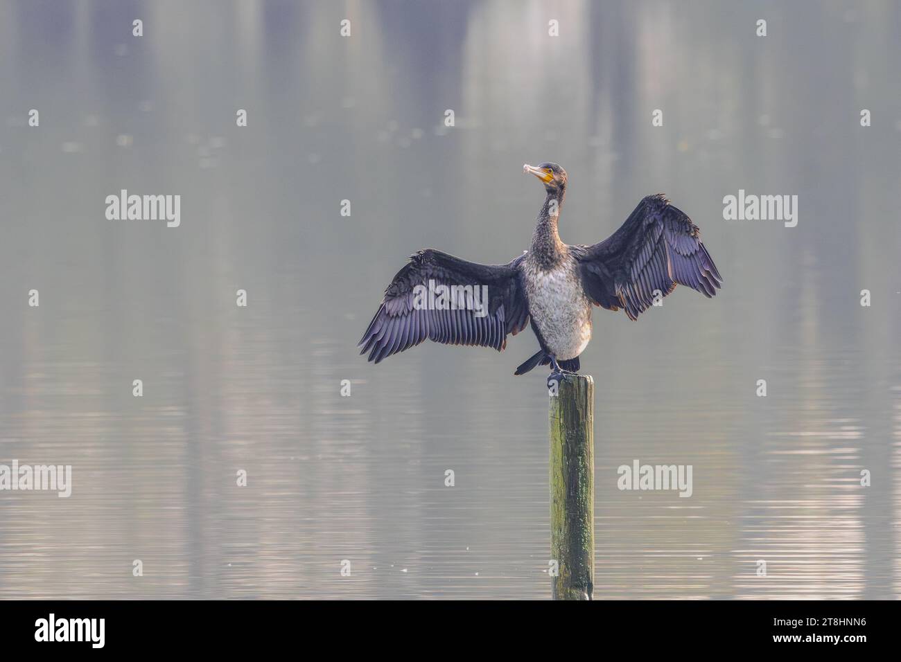 Close up of a Great Cormorant, Phalacrocorax carbo, standing on a pole in the water in a misty background with wet wings spread in an attempt to dry t Stock Photo
