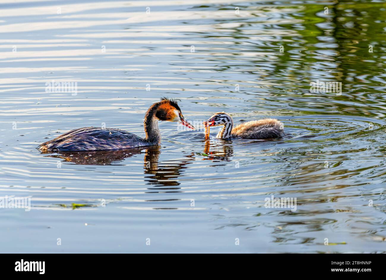 Mother Grebe (Podiceps cristatus) feeding her young a Little Loach (Cobitis taenia) in the warm light of an early sunrise Stock Photo