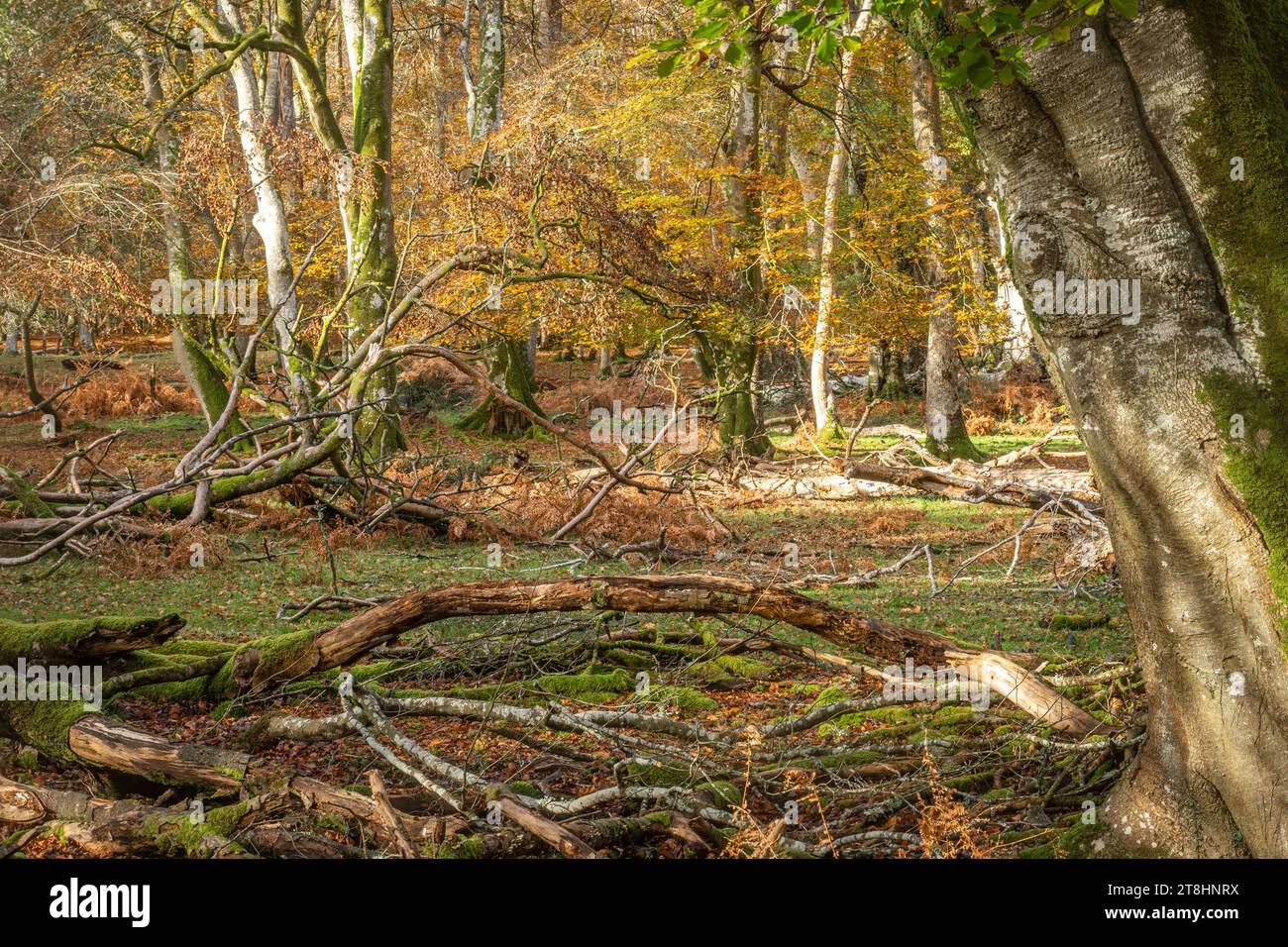 Autumn woodland scene in Bolderwood in the New Forest National Park, Hampshire, England, UK, with veteran beech trees and deadwood Stock Photo