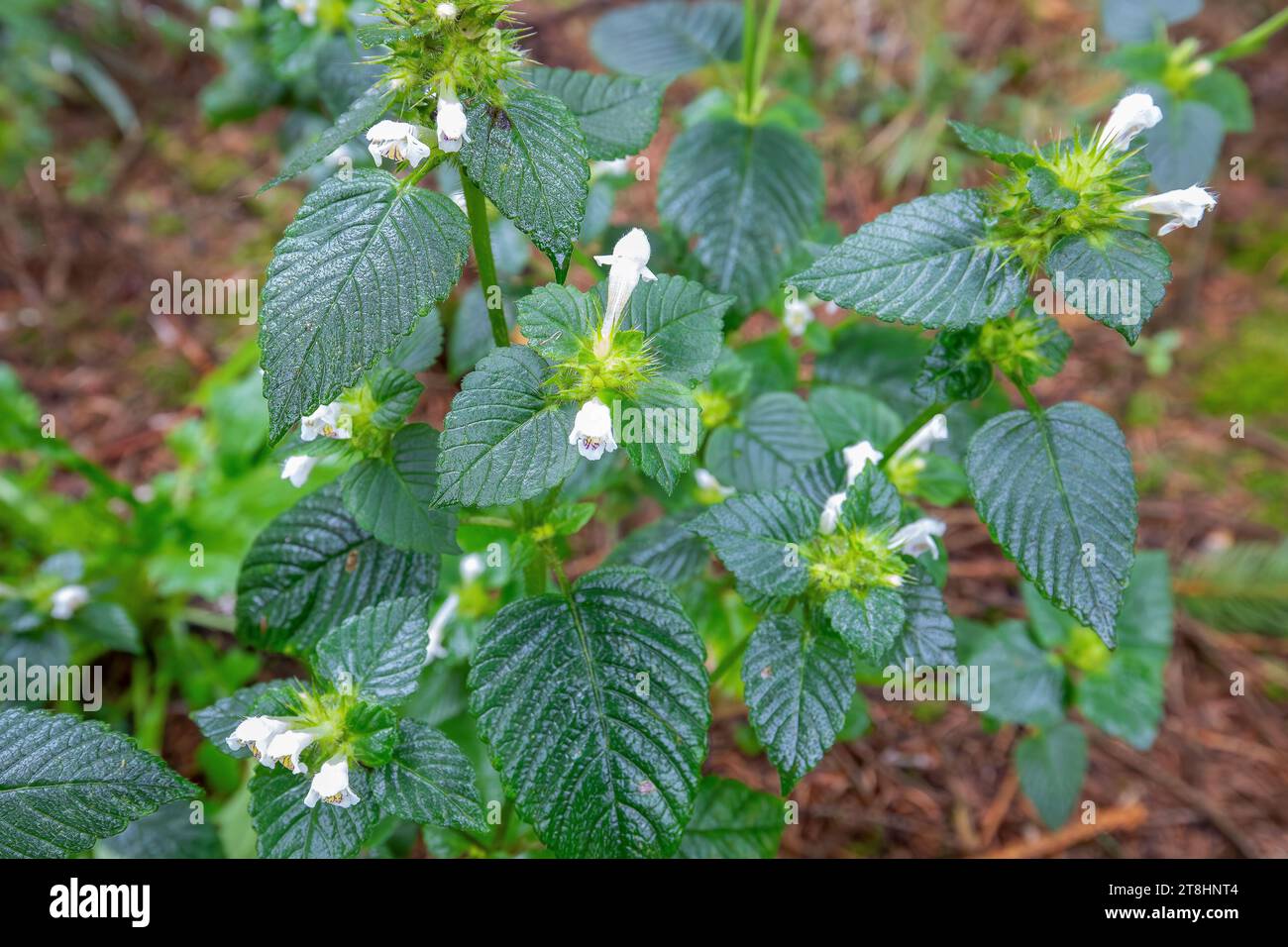 Close up of a common Hemp Nettle, Galeopsis tetrahit, member of the Lamiaceae family with hairy green leaves blooming with white purple spotted flower Stock Photo