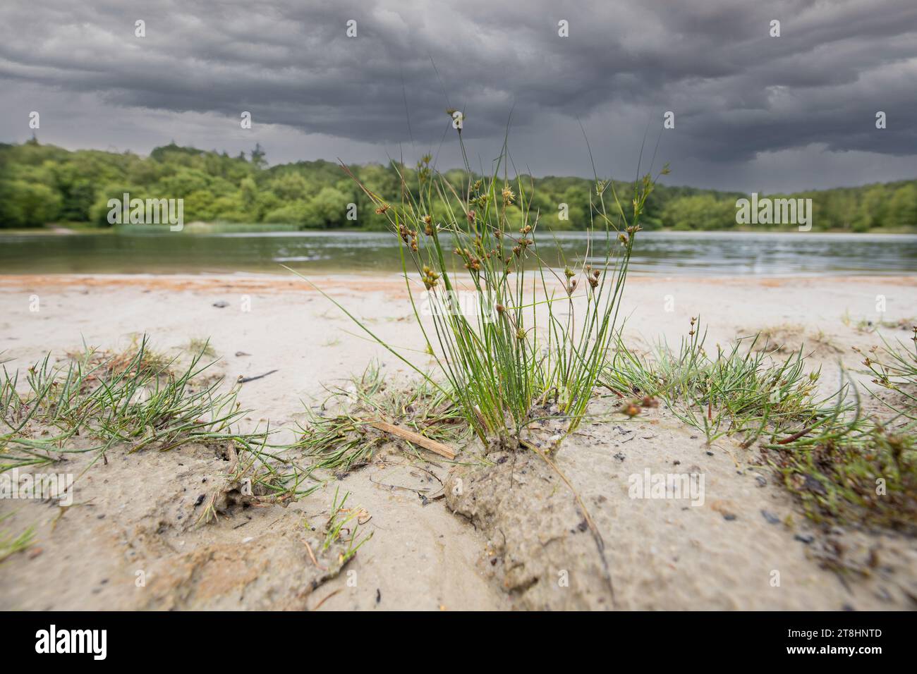 Close up of a Brown Beaksedge, Rhynchospora fusca, in a vast Drenthe Dutch landscape with sand quarry and lake against a background of forest and dark Stock Photo