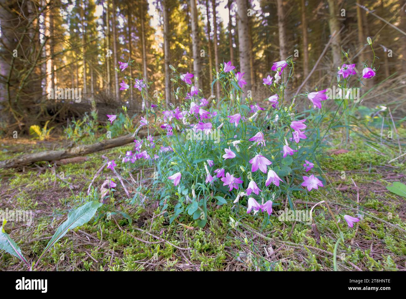 Close up of a Rapunzel bellflower or Rumpelstiltskin, Campanula rapunculus, with pink flowering calyxes against a background of mature spruce trees Stock Photo
