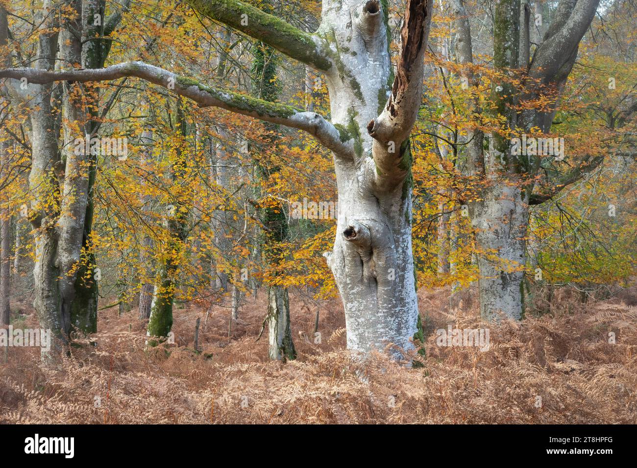 Autumn woodland scene in Bolderwood in the New Forest National Park, Hampshire, England, UK, with veteran beech trees showing autumn colours Stock Photo