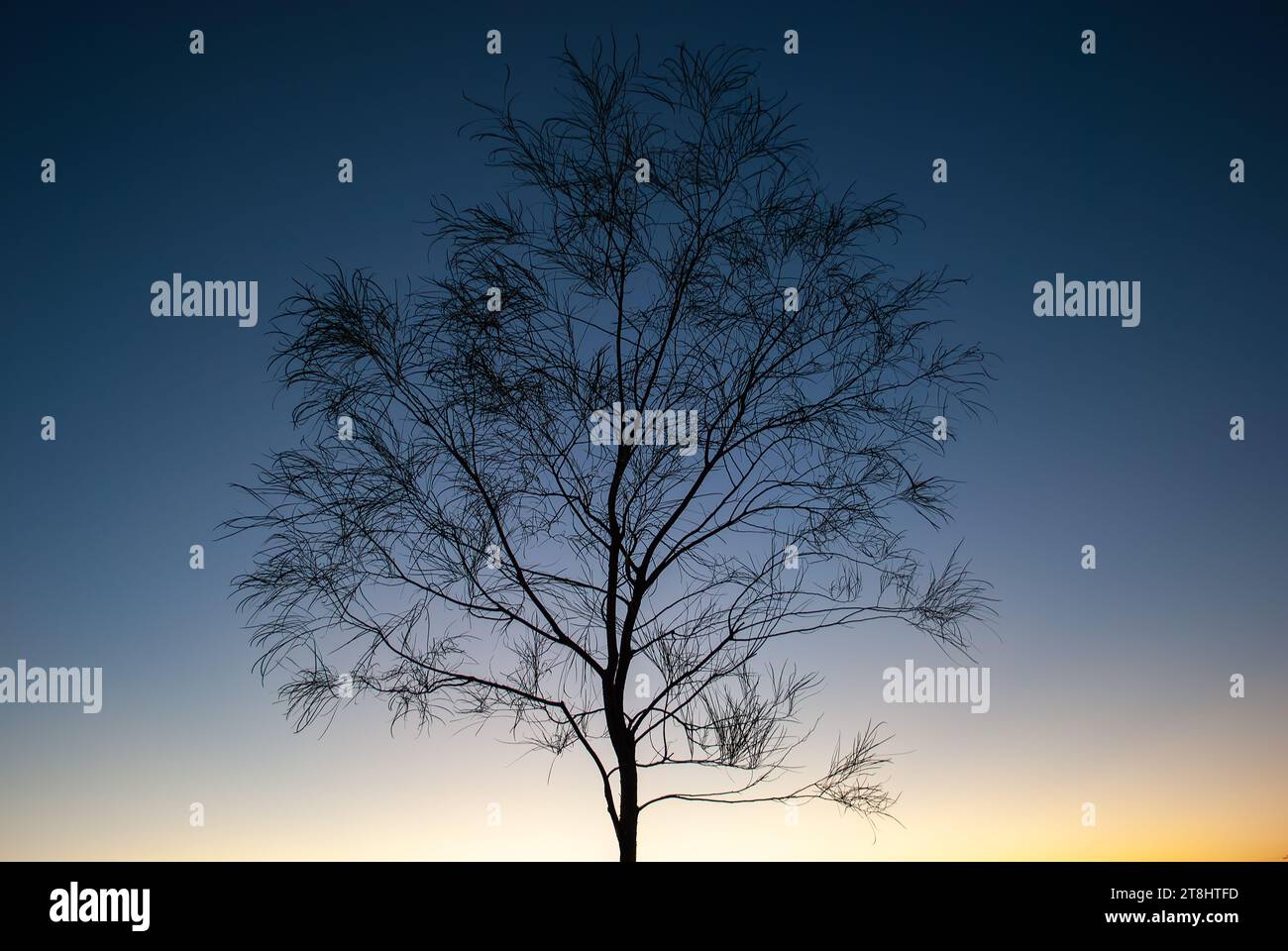 A majestic tree is seen in silhouette against a stunning backdrop of a ...