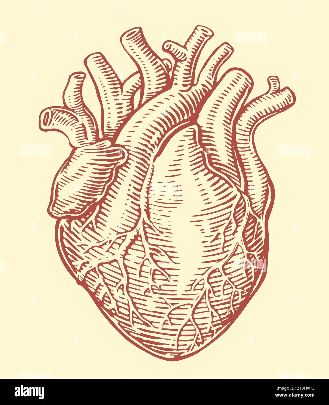 Human heart with anatomical venous system. Hand drawn sketch vintage vector illustration Stock Vector