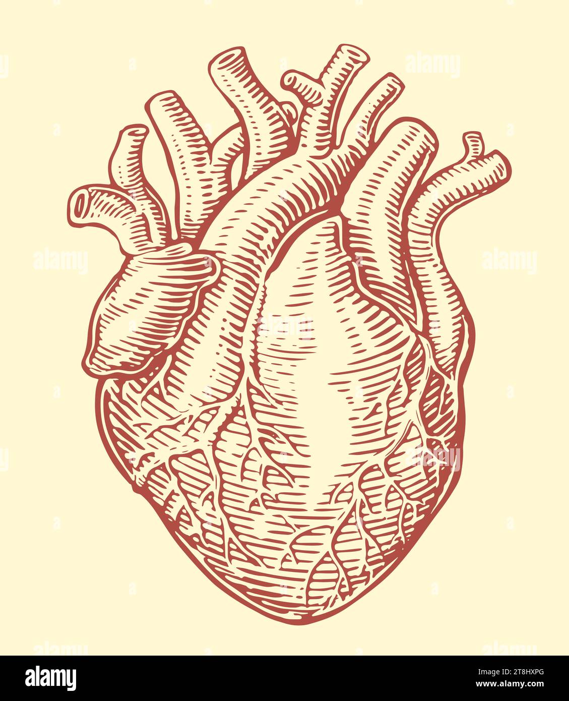 Human Heart With Anatomical Venous System Hand Drawn Sketch Vintage Vector Illustration Stock 8577