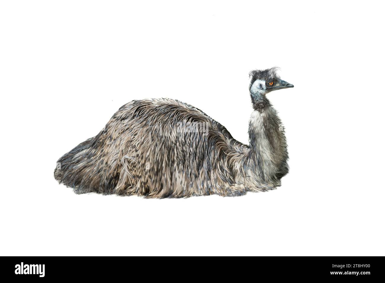 emu sitting on the ground Stock Photo