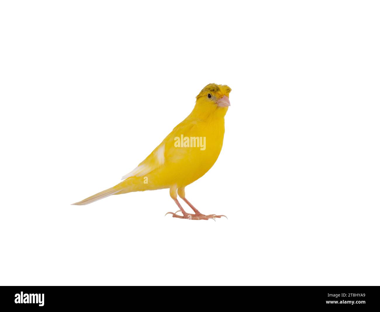 canary yellow off white