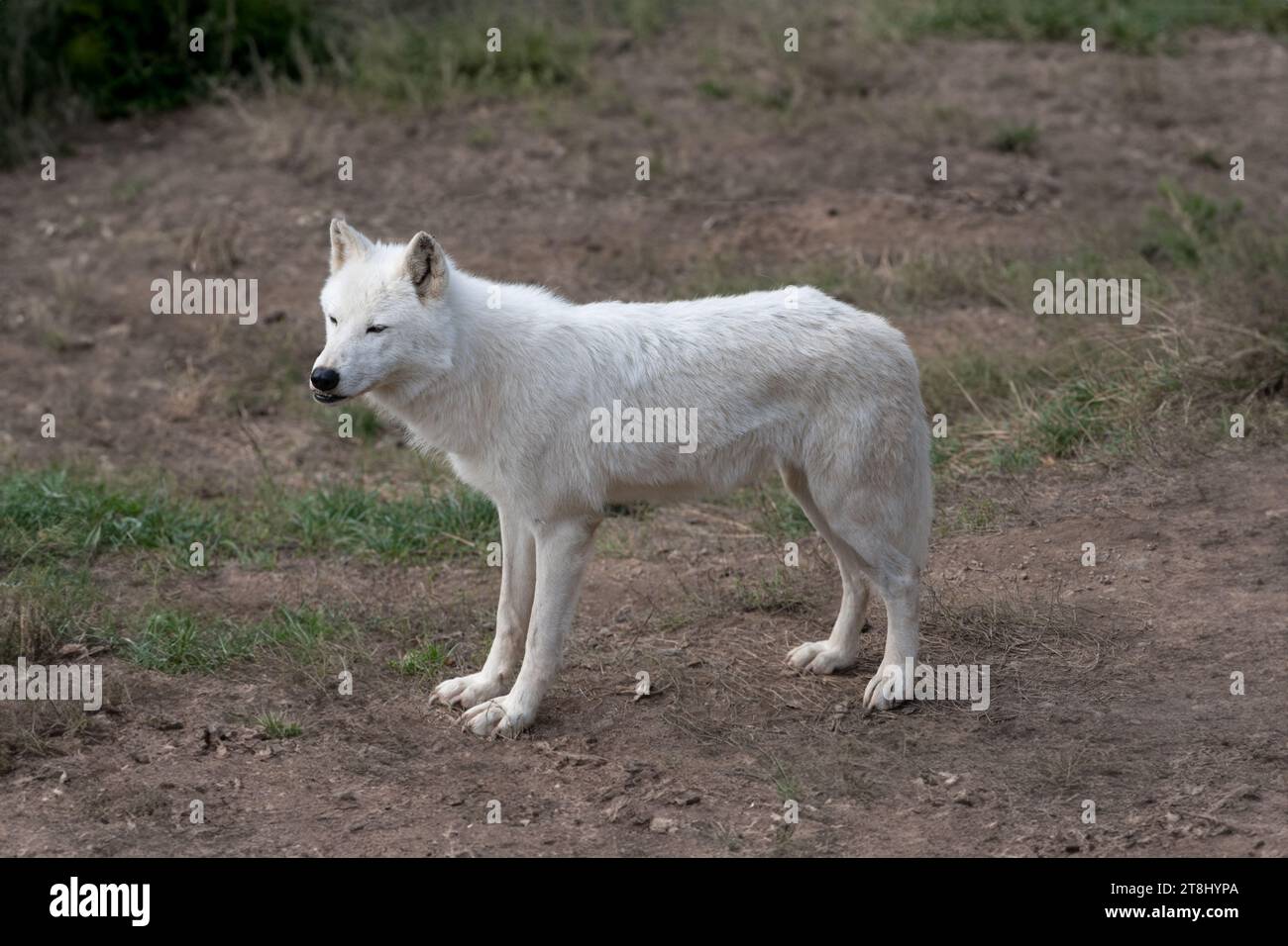 skinny heat-worn polar wolf in summer Stock Photo - Alamy