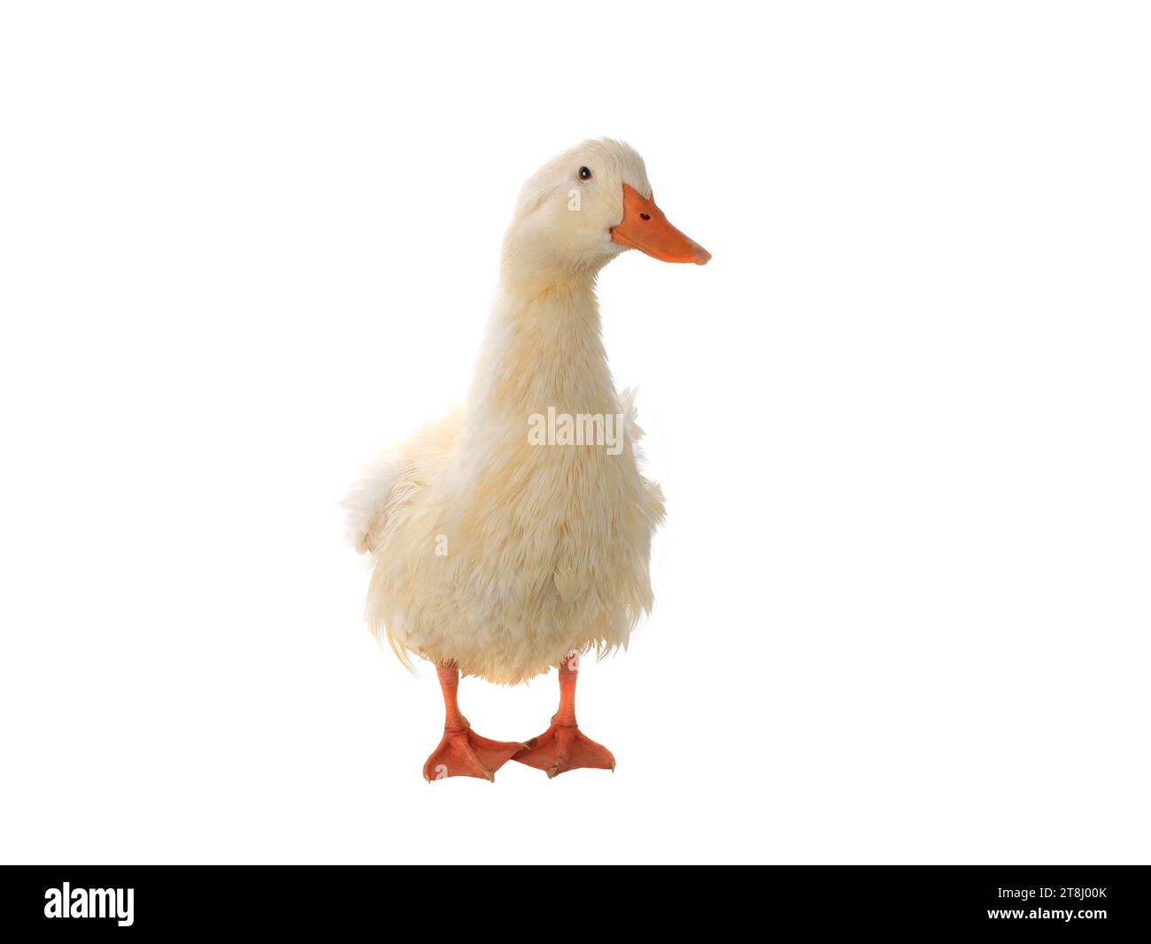 duck isolated on white background Stock Photo - Alamy