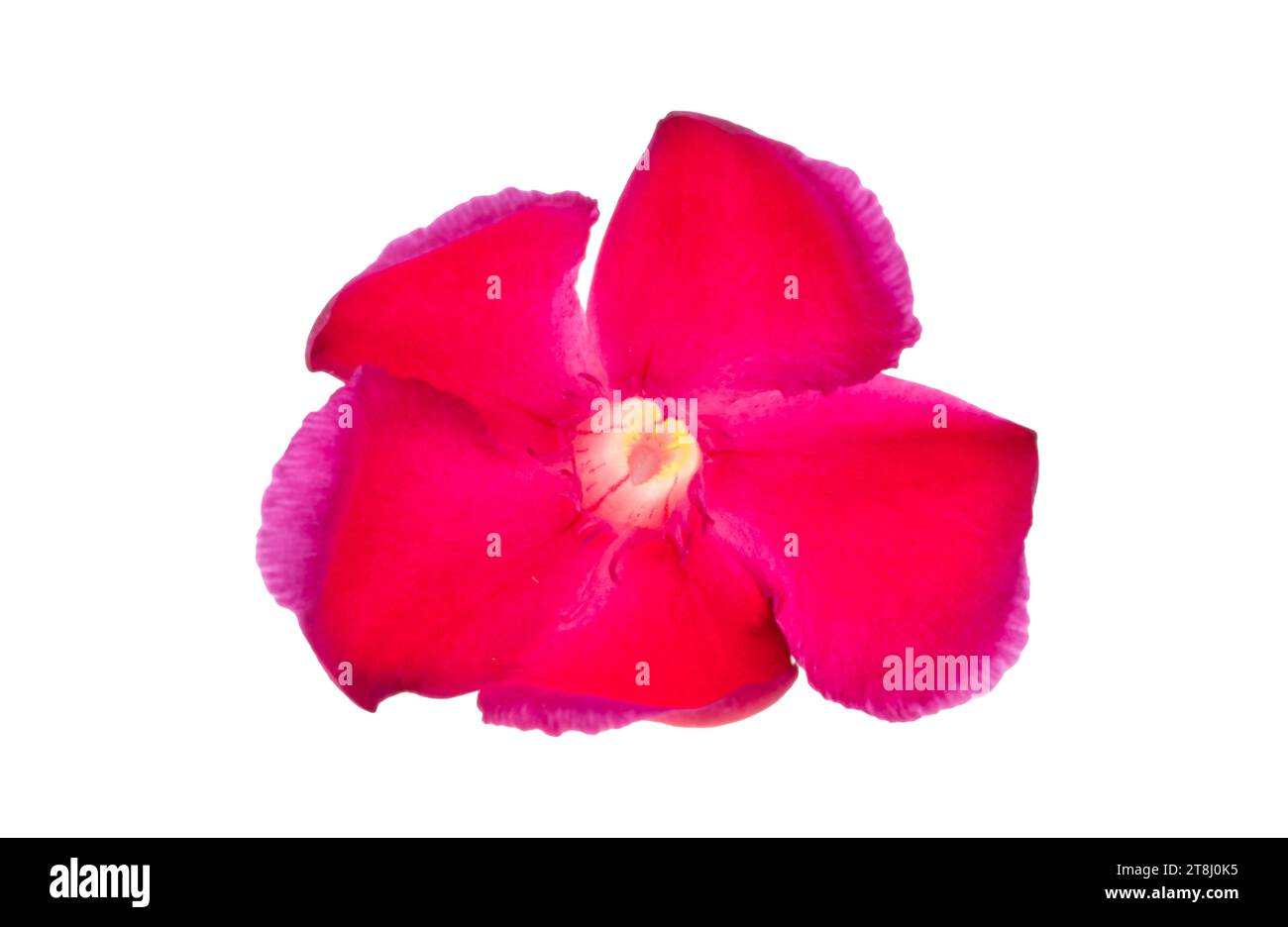 red oleander flower isolated on white background Stock Photo