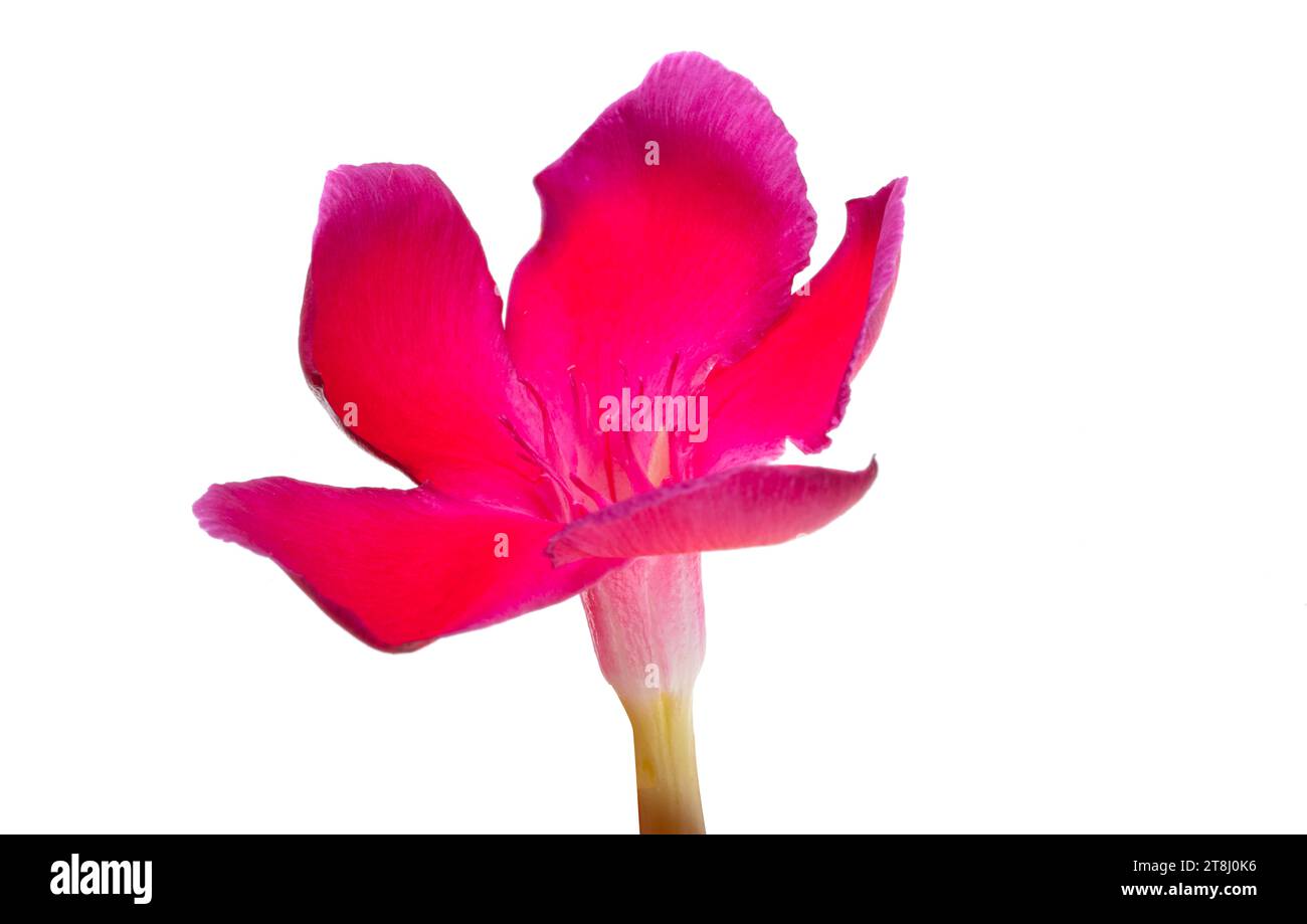 red oleander flower isolated on white background Stock Photo