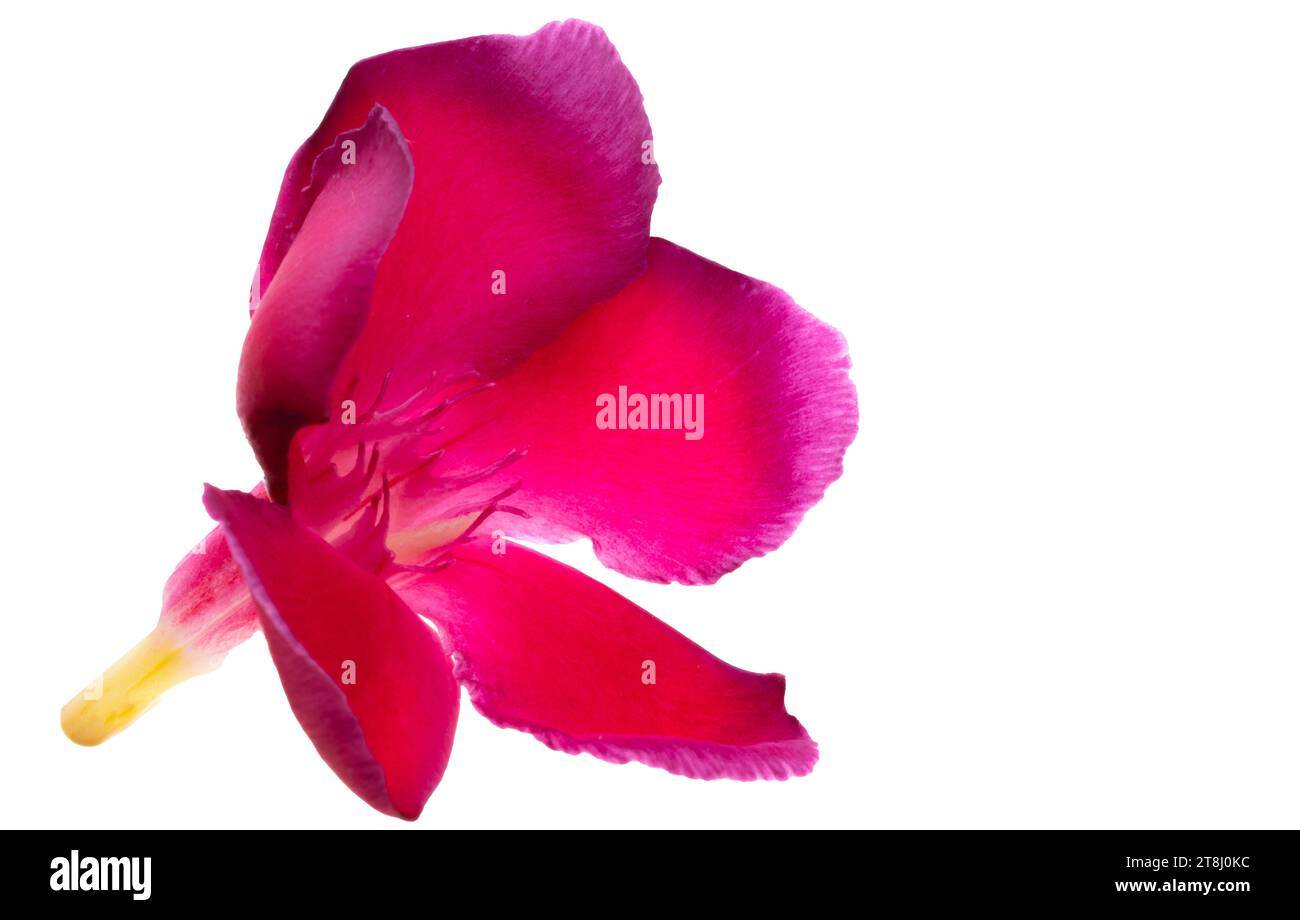 red oleander flower isolated on white background Stock Photo
