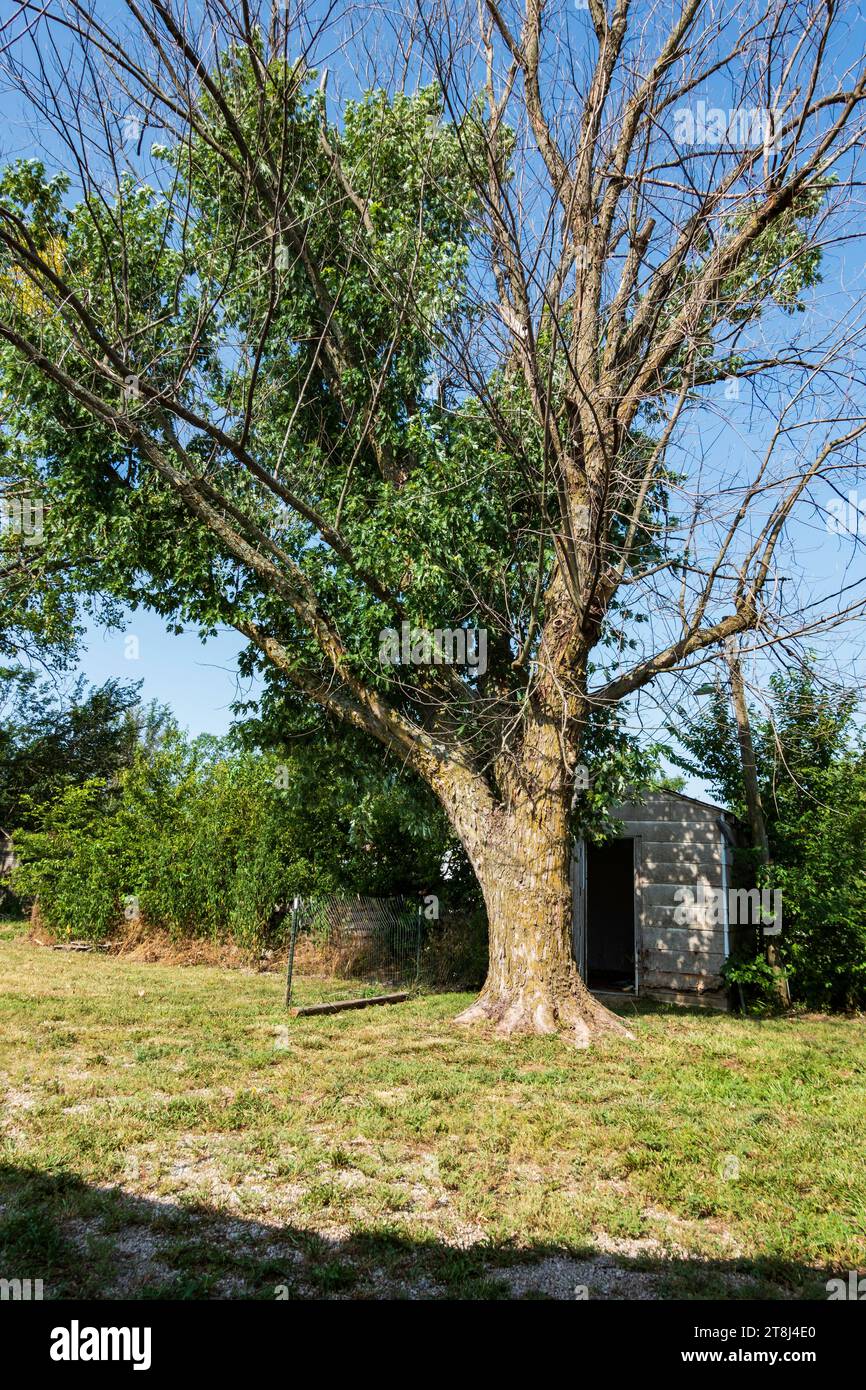 Full grown maple tree hires stock photography and images Alamy