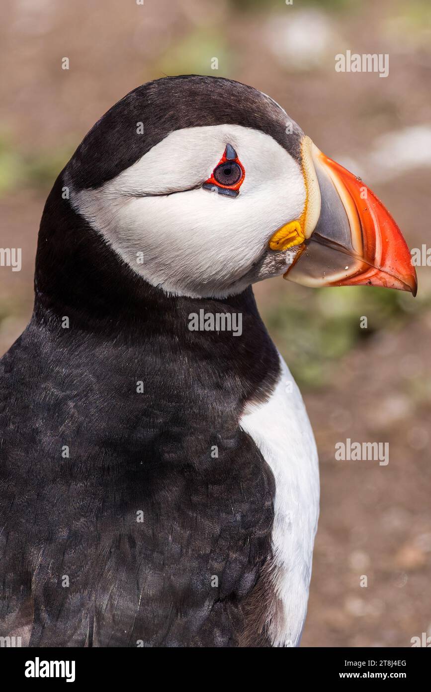 Puffin (Fratercula arctica) standing on the ground Stock Photo