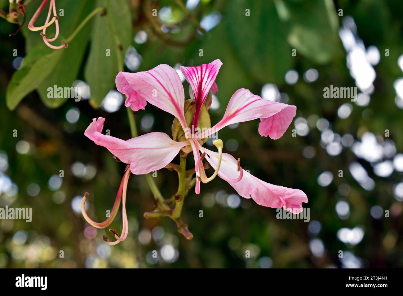 Pink orchid tree flower (Bauhinia) in Teresopolis, Rio de Janeiro, Brazil Stock Photo