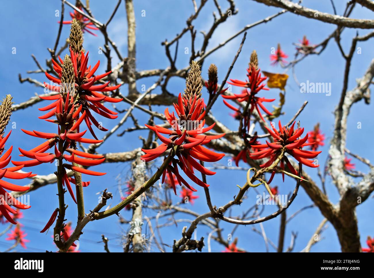 Red flowers on tree (Erythrina speciosa) in Teresopolis, Rio de Janeiro, Brazil Stock Photo