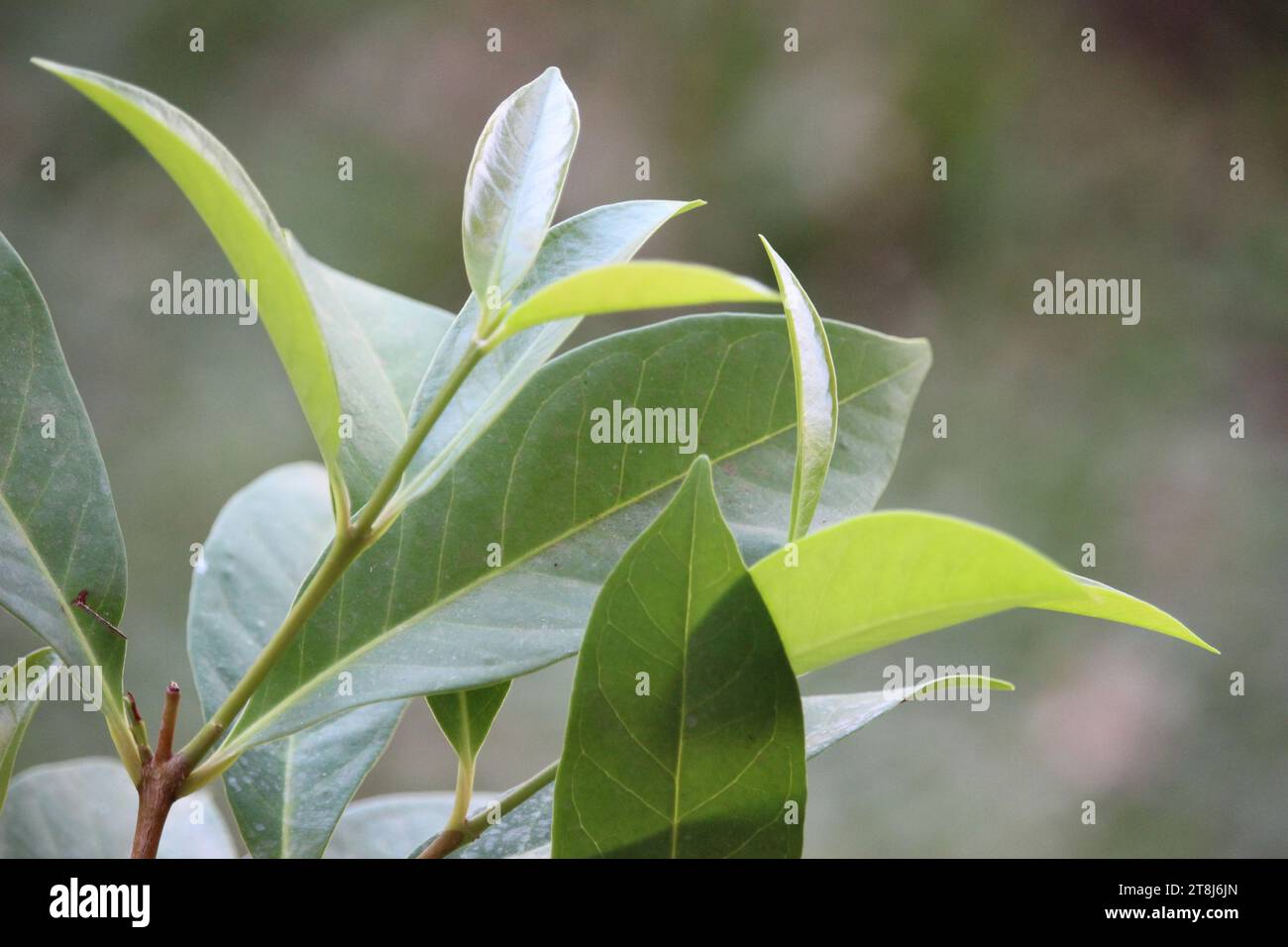 Bay leaves or Indonesian bay-leaf or Indonesian laurel or Syzygium polyanthum leaves are suitable for food seasoning and herbal medicine Stock Photo