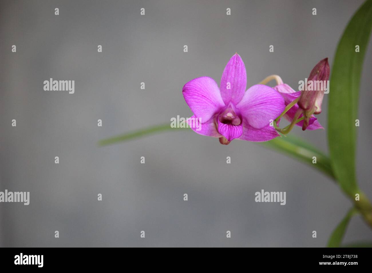 Close up of a purple Larat orchid whose Latin name is Dendrobium bigibbum var. schoederianum with blurred background Stock Photo