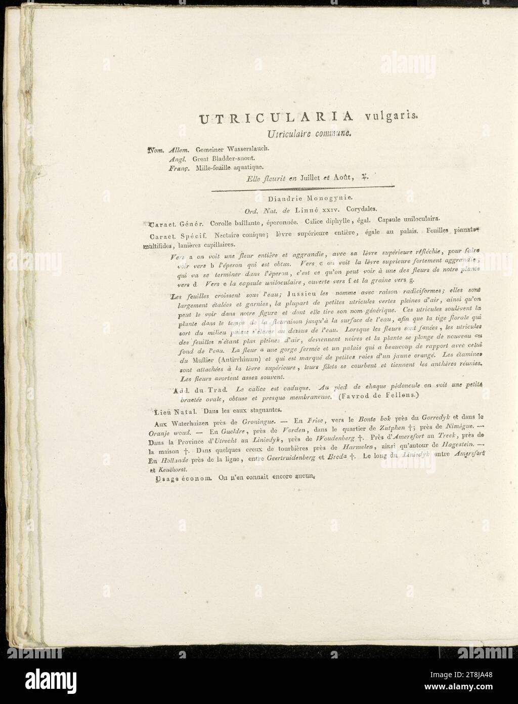 Utricularia vulgaris (modern=Utricularia australis (plant), U. vulgaris (fruit)) - Pl0306 - DescriptionFR01 - FloraBatava-KB-v04. Stock Photo