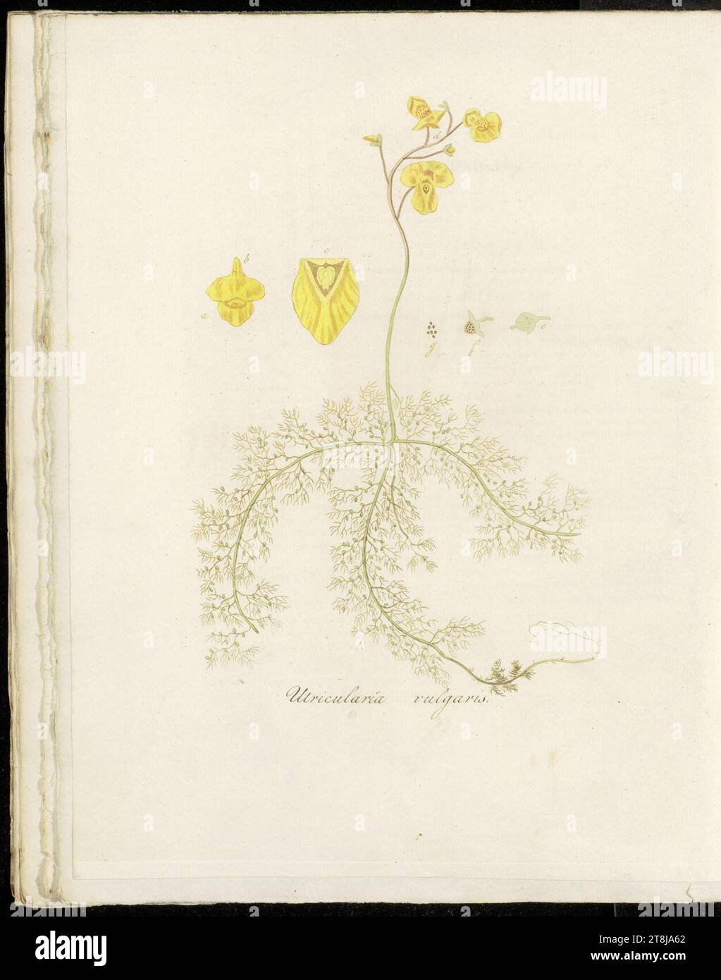 Utricularia vulgaris (modern=Utricularia australis (plant), U. vulgaris (fruit)) - Pl0306 - FloraBatava-KB-v04. Stock Photo