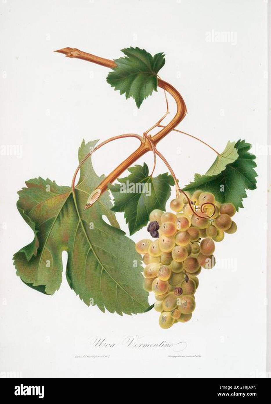 Uva Vermentino - Giorgio Gallesio. Stock Photo