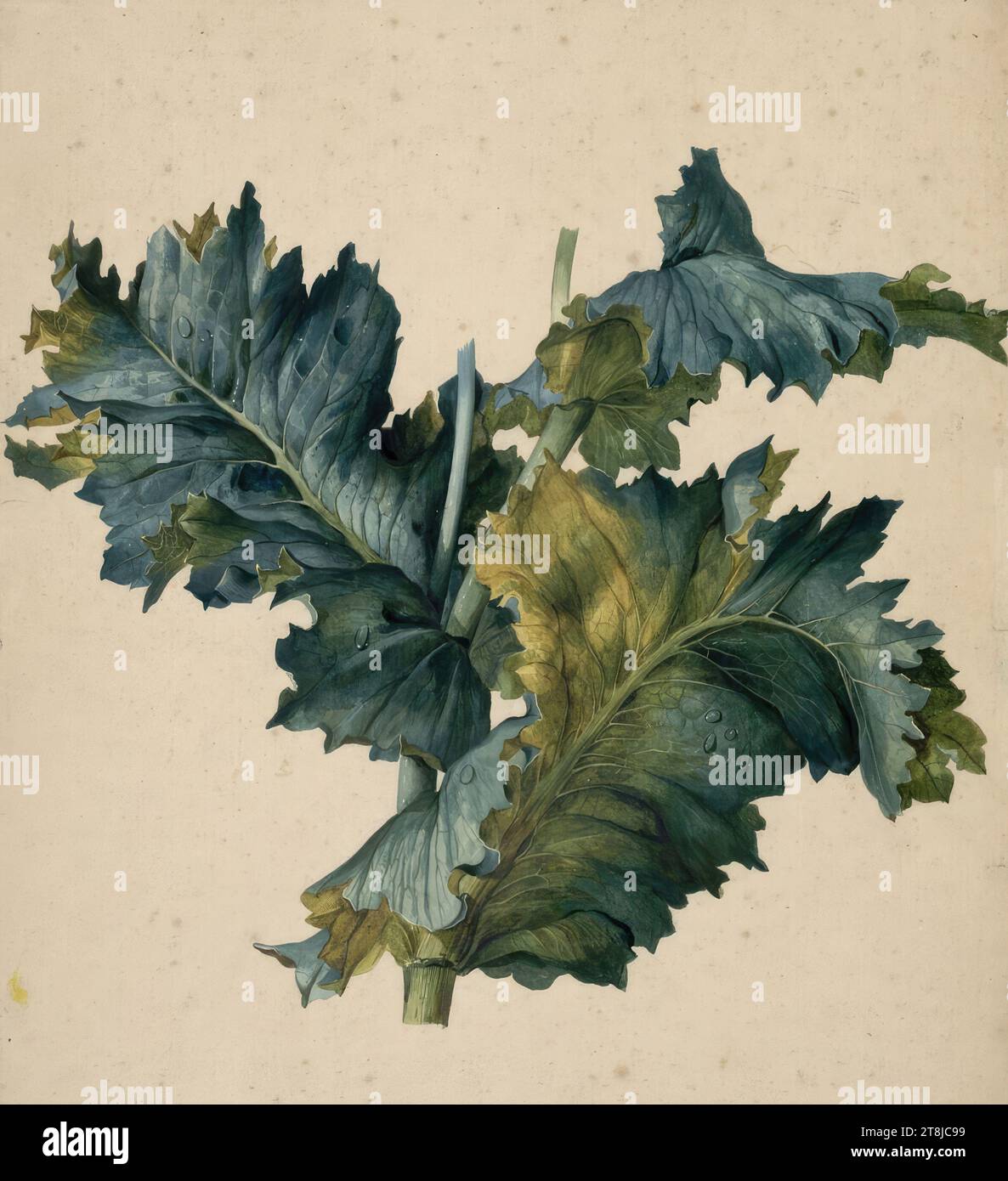Leaves of a thistle, Franz Xaver Petter, Vienna 1791 - 1866 Vienna, around 1835, drawing, watercolor, opaque colors, 43.4 x 36.4 cm, right. 'EQUITY / F. X. PETTER', l.o. label illegible; r.o. 'No 162, Austria Stock Photo