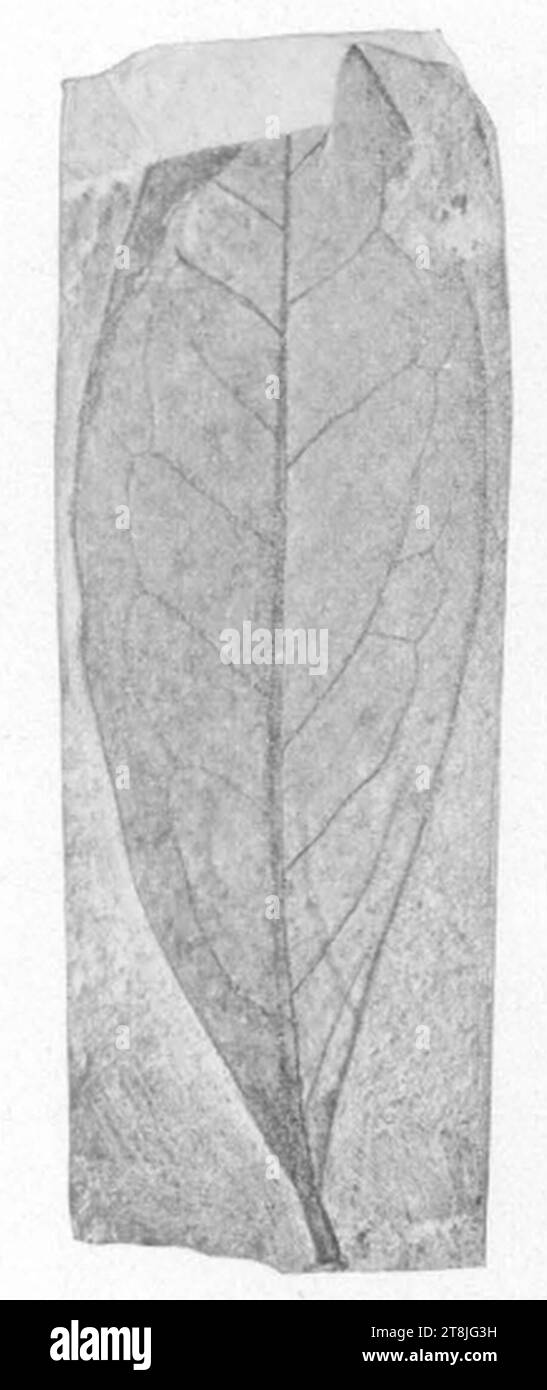 Vaccinium sophoroides as Diospyros princetoniana USNM P38169B Plate60 Fig1. Stock Photo