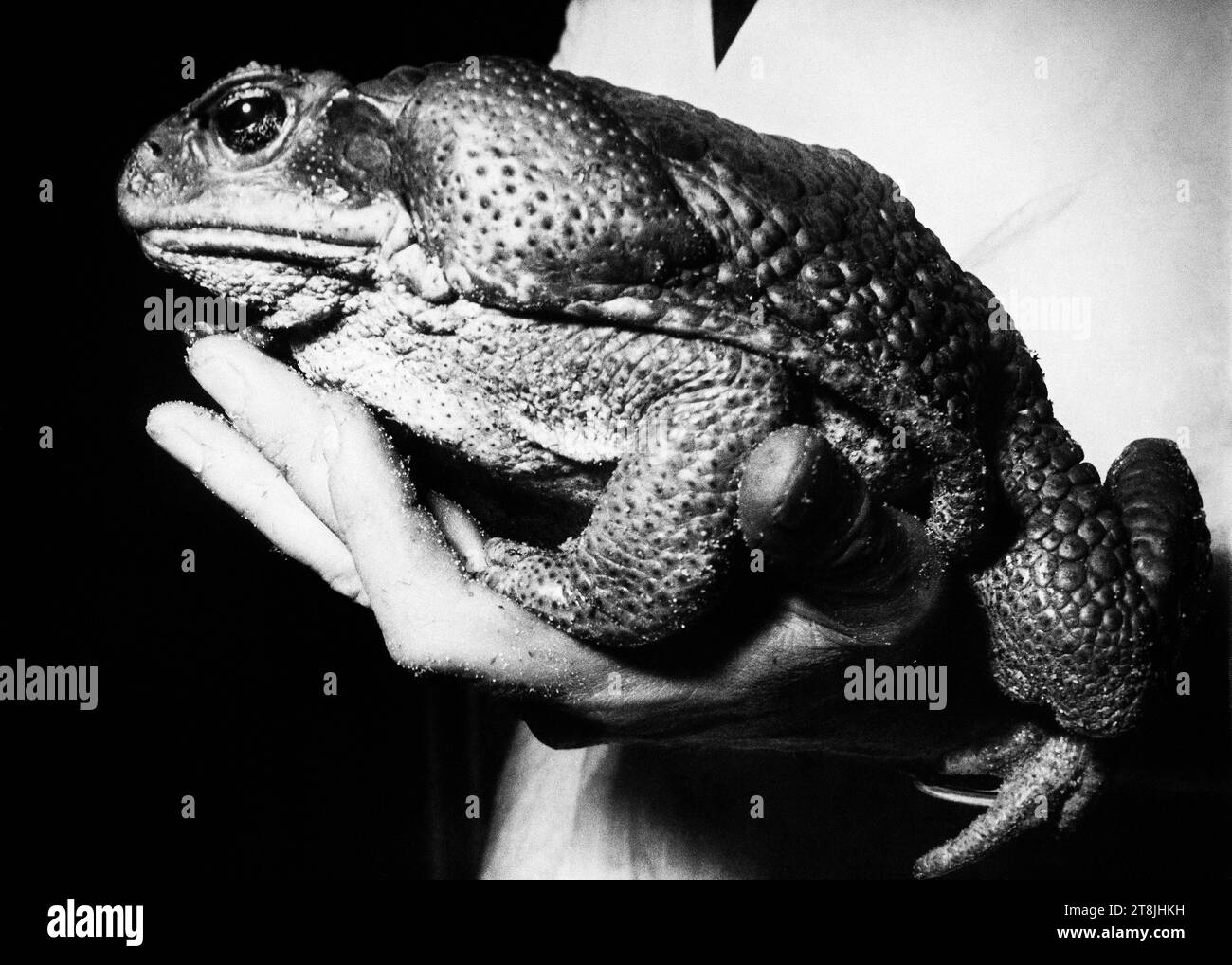 Bufo marinus 'Cane toad' - Psychoactive Toad Stock Photo