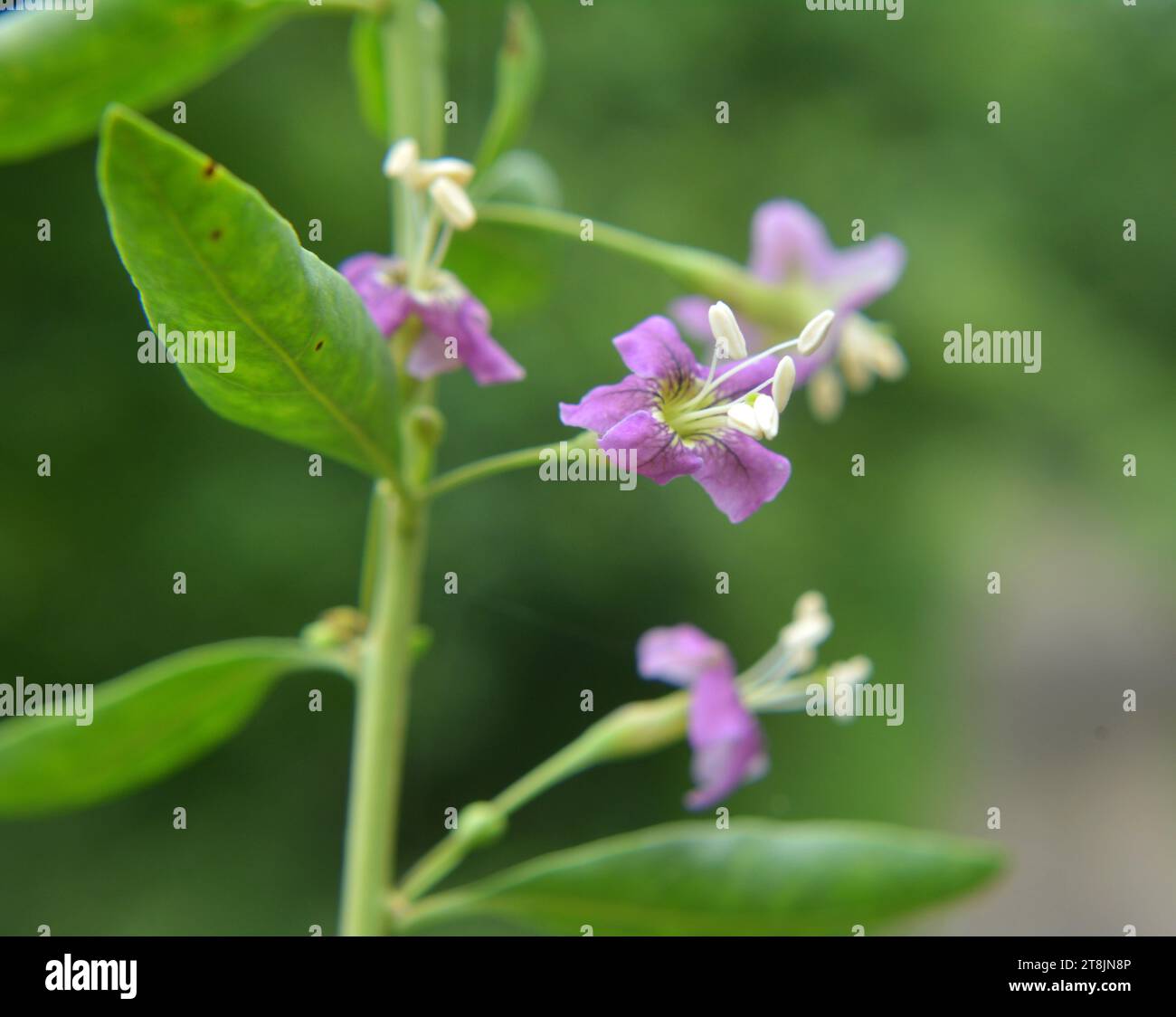 In the wild bloom a twig Lycium barbarum Stock Photo