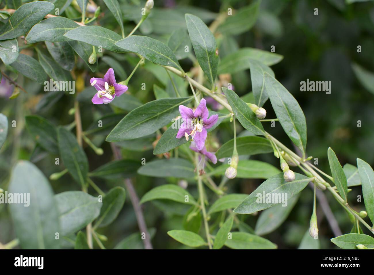 In the wild bloom a twig Lycium barbarum Stock Photo