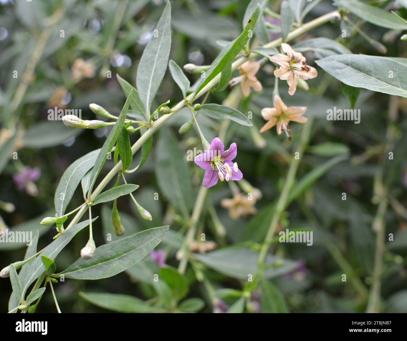 In the wild bloom a twig Lycium barbarum Stock Photo