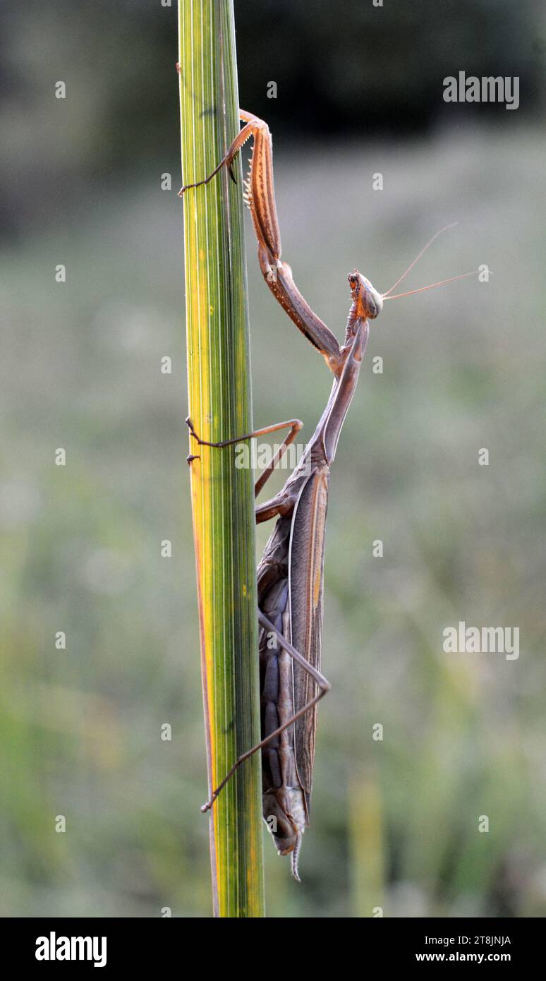 In the wild, close up of the predatory insect Mantis religiosa Stock Photo