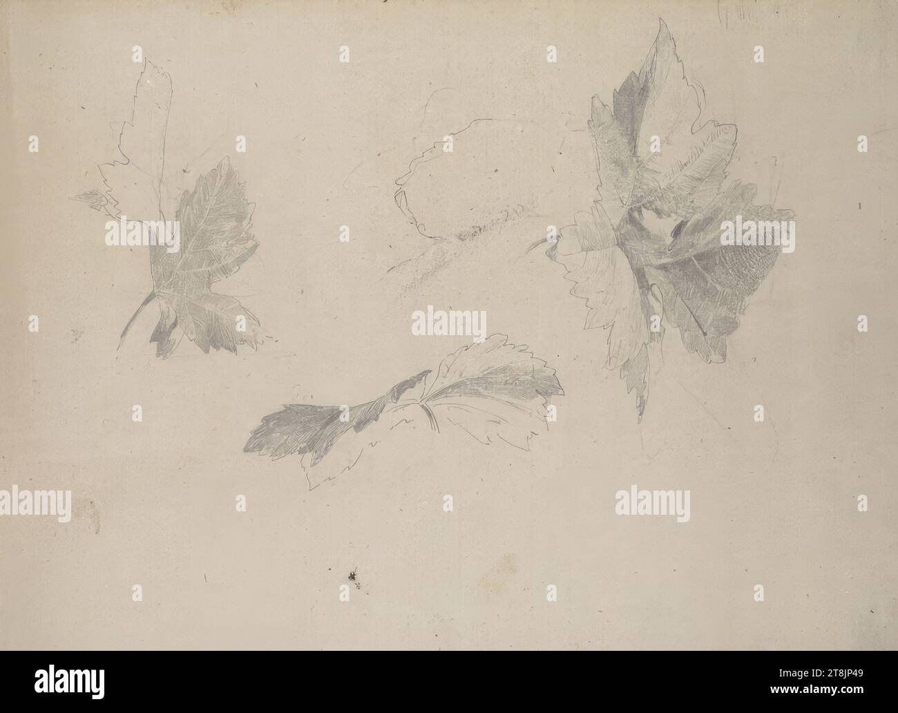 Plant studies, sketchbook Rösch Ludwig; 39 paginated pages, Ludwig Rösch, Vienna 1864 - 1936 Vienna, sketchbook: 1882-1885, drawing, pencil, sheet: 25.8 x 35.5 cm, Austria Stock Photo