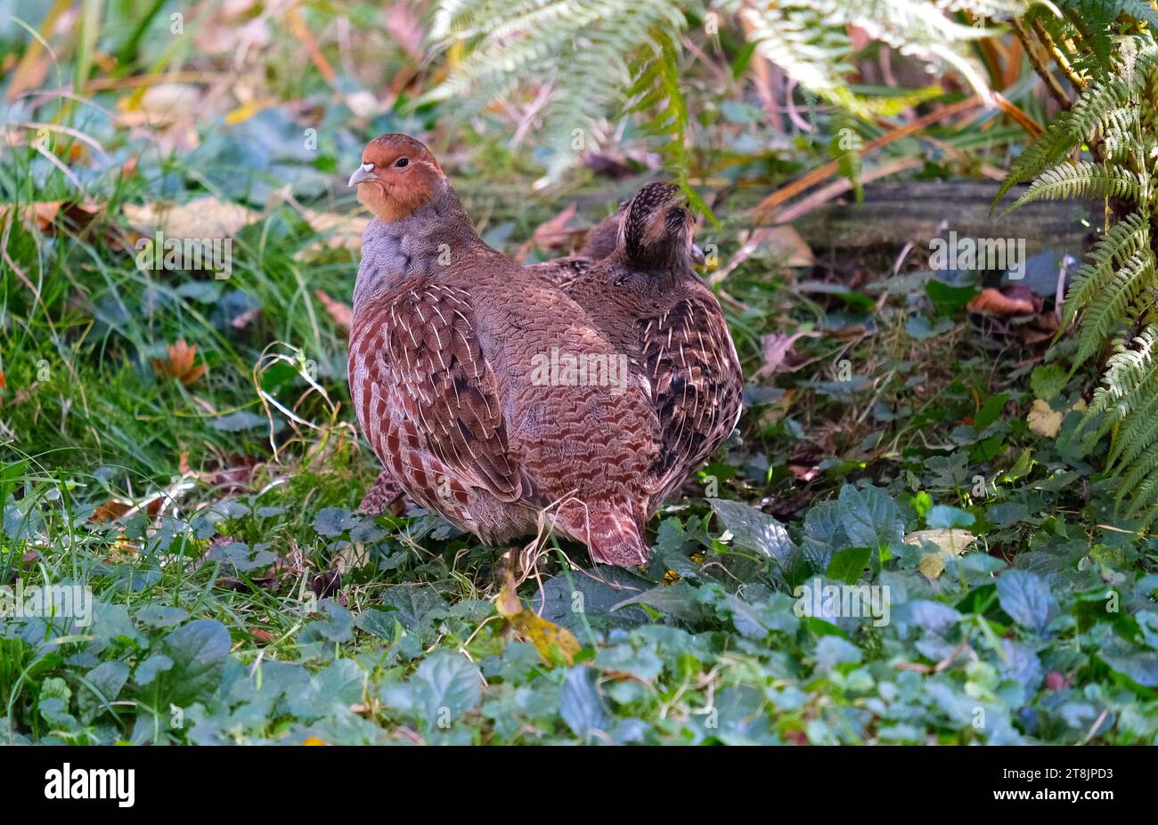 Animals birds partridges nature hi-res stock photography and images - Alamy