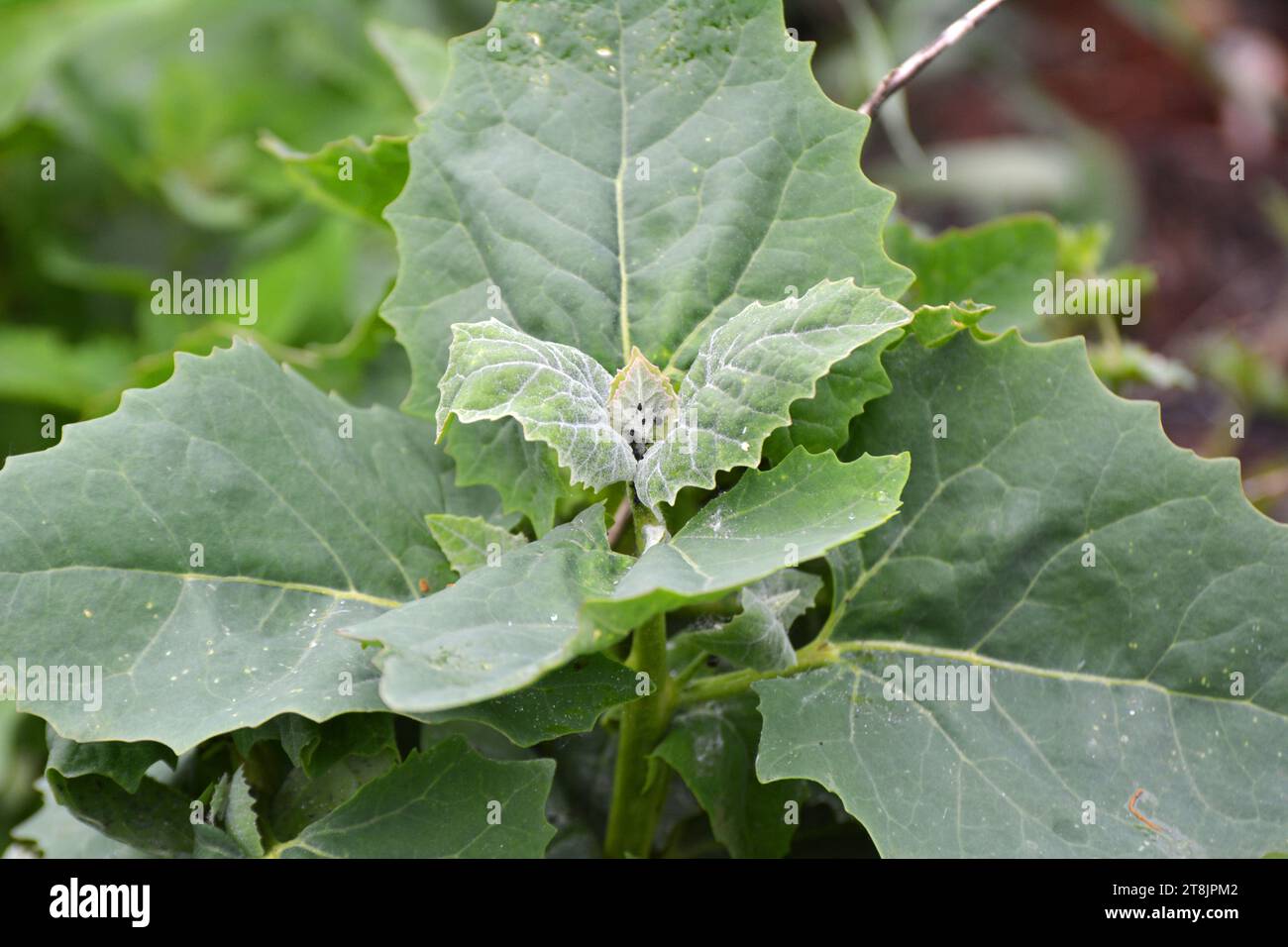 In spring, the edible plant orach (Atriplex hortensis) grows in the garden Stock Photo