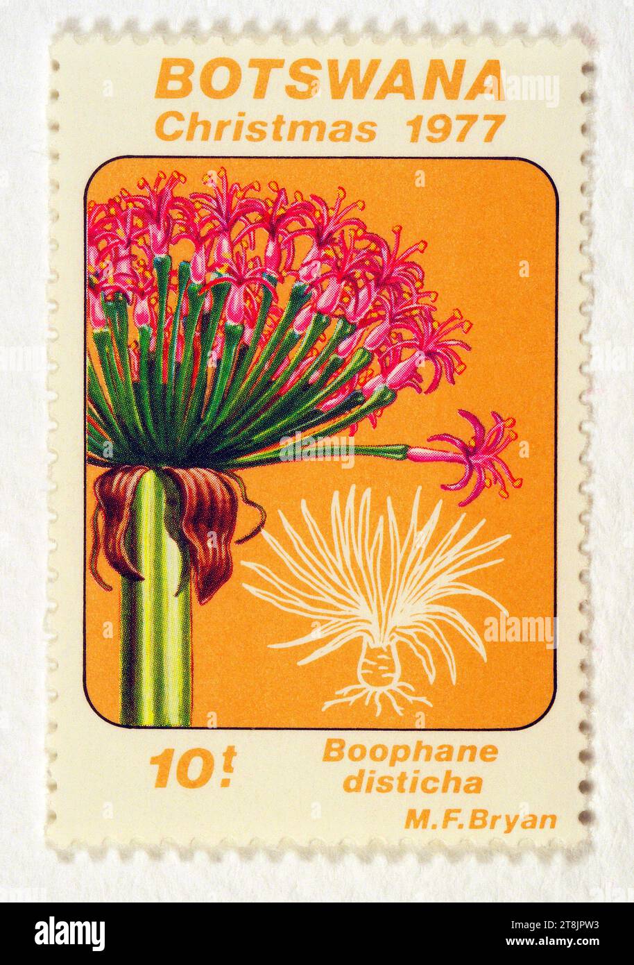Boophane disticha 'Poison Bulb' Botswana, Christmas 1977, Postage Stamp Stock Photo