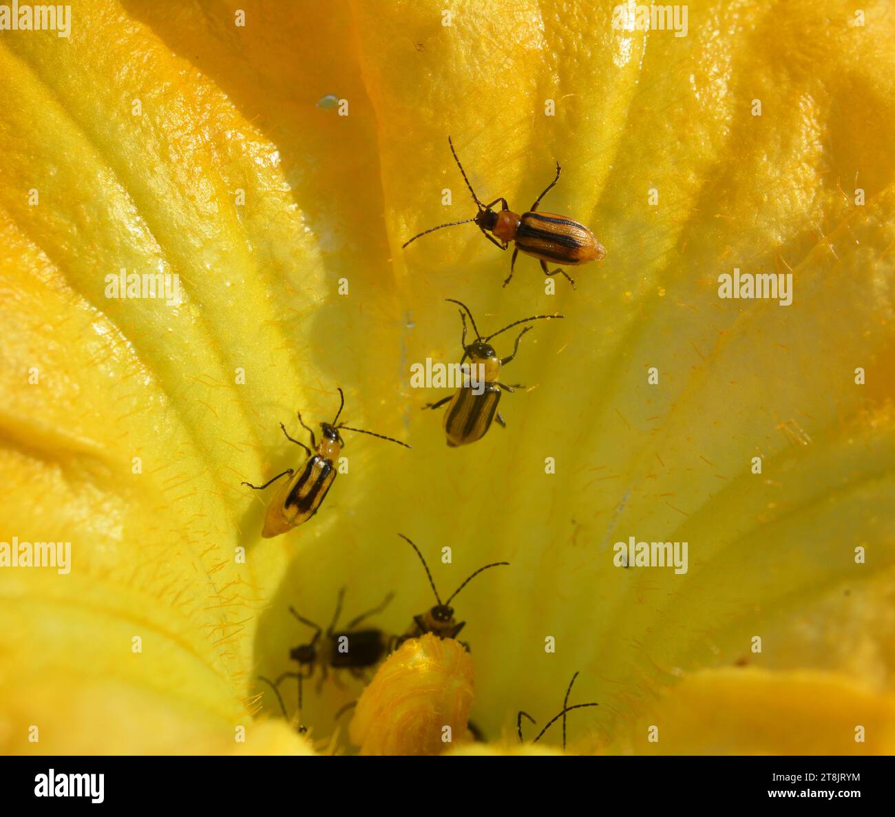 The plant is a harmful insect Western corn beetle (Diabrotica