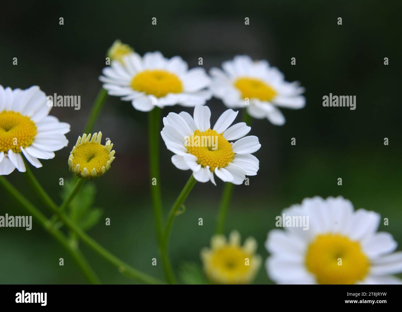 In summer, Tanacetum parthenium blooms in nature Stock Photo