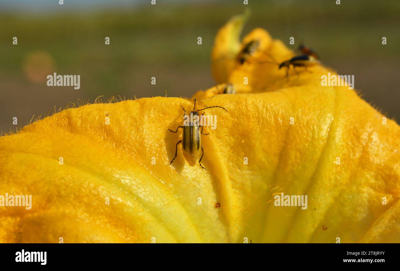 The plant is a harmful insect - Western corn beetle (Diabrotica ...