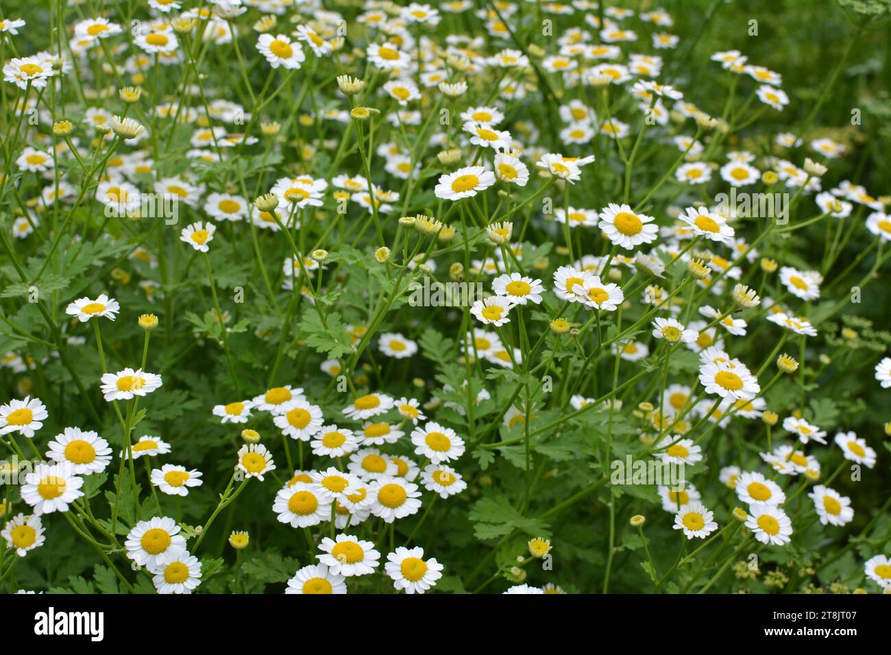In summer, Tanacetum parthenium blooms in nature Stock Photo