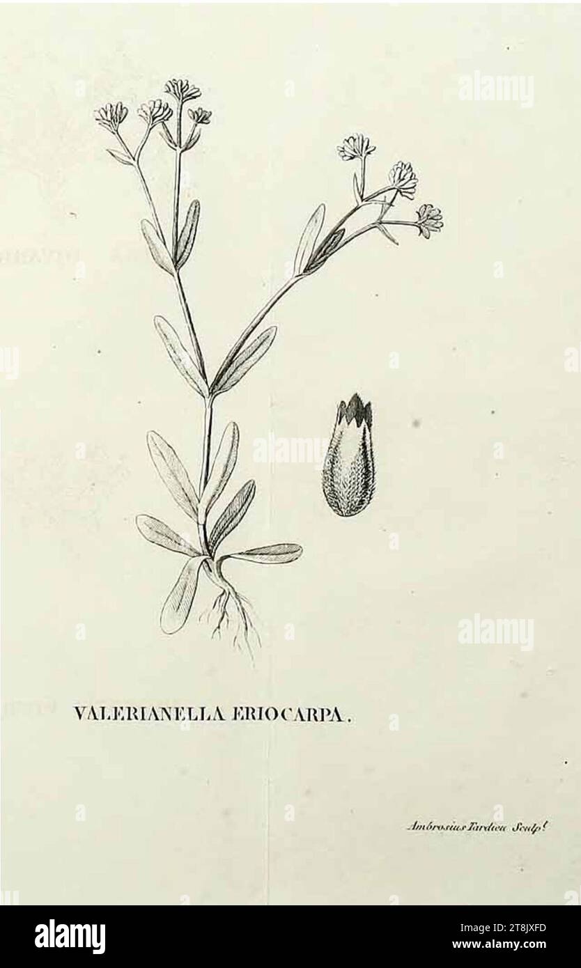 Valerianella eriocarpa illustration (02). Stock Photo