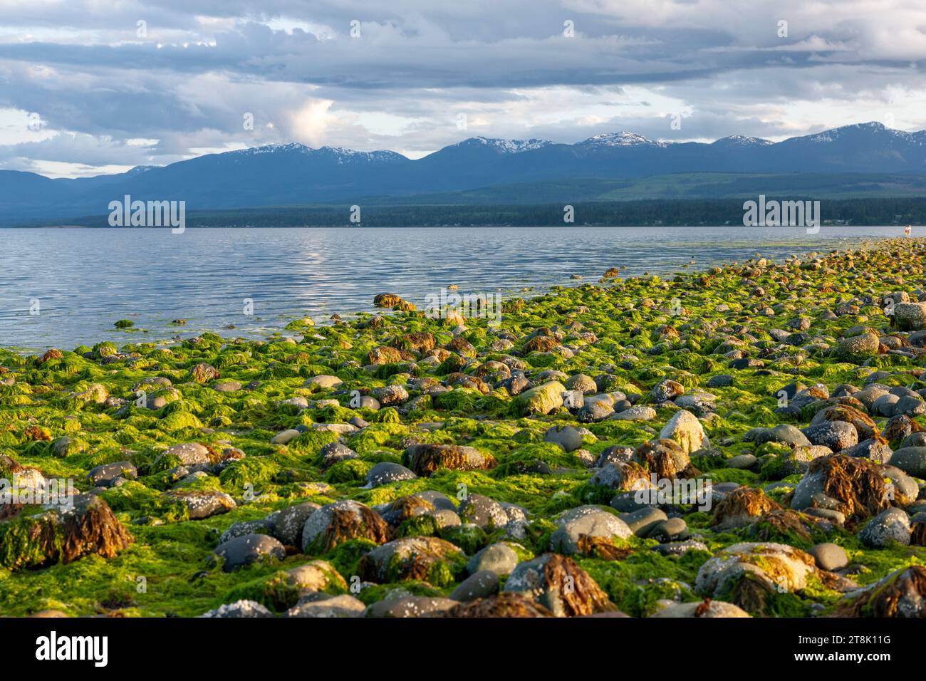 Rocks covered in seaweed on shore with mountains in background, Strait ...