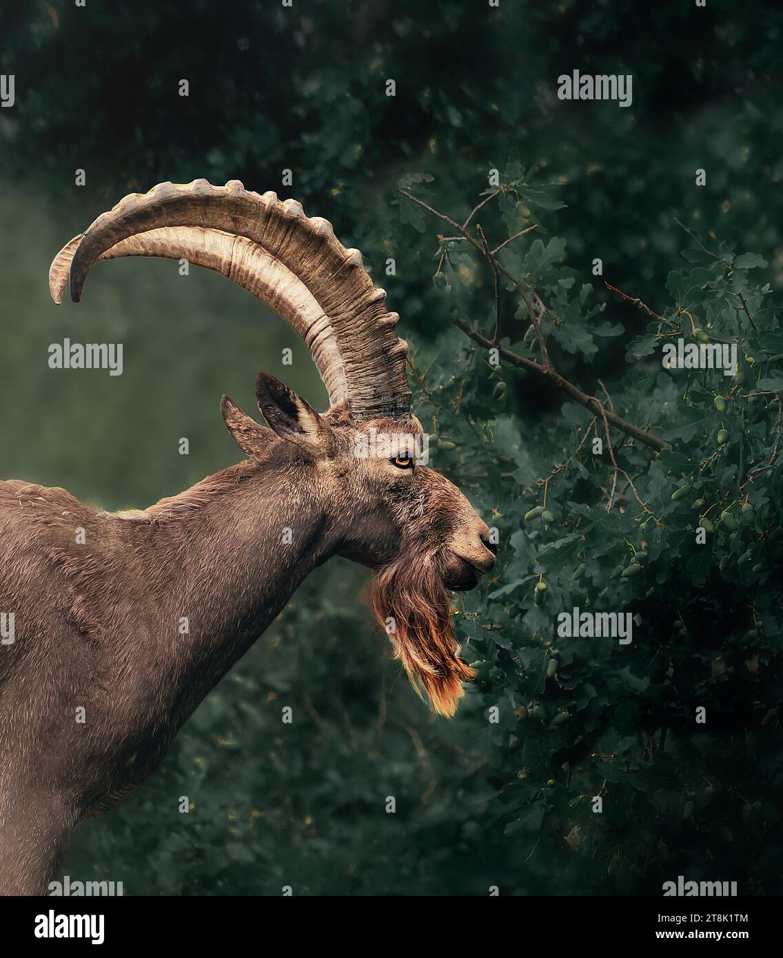 Male Siberian Ibex (capra sibirica Stock Photo - Alamy